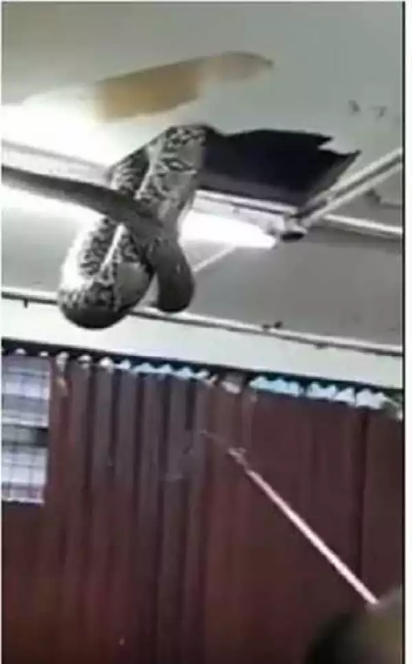 Commotion Inside Restaurant as Large Snake Suddenly Appears on the Roof (Video)